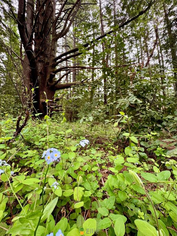 Exploring the Redwood Forest in Santa Cruz, CA. Should I pul.. 6