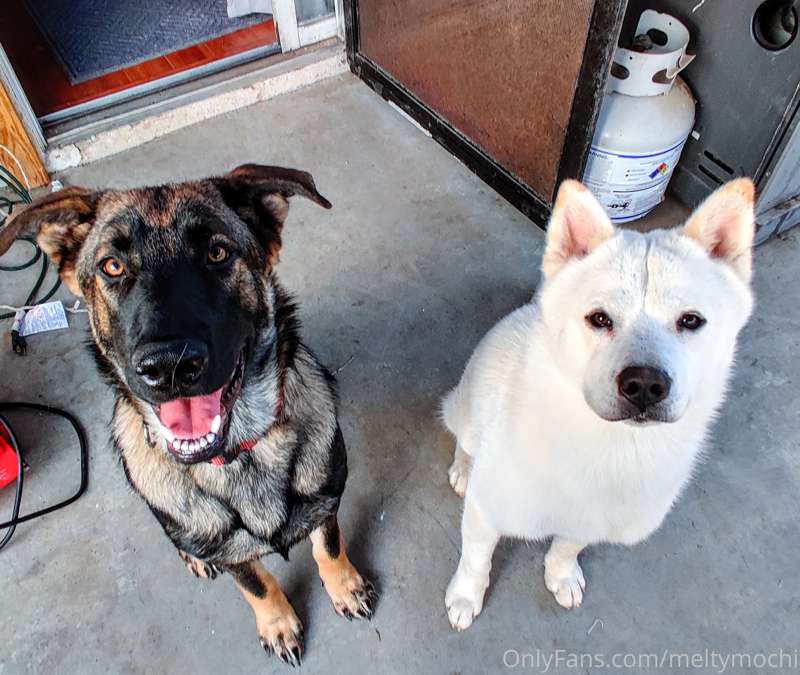 Also, here's my dogs to wrap up this evening 🥺 
The white on.. 4
