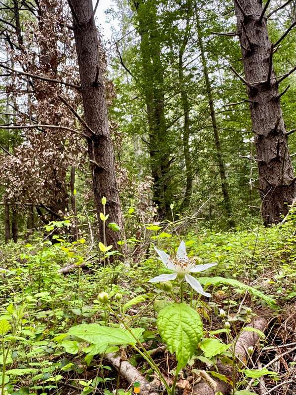 Exploring the Redwood Forest in Santa Cruz, CA. Should I pul.. 5
