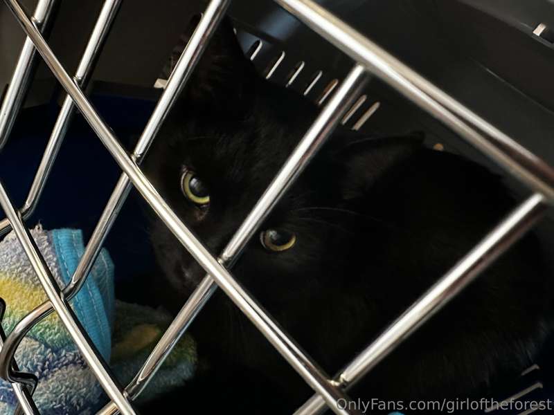 I brought Dasha’s dumb cat to the vet because it seems like ..