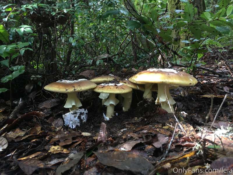 A sampling of my mushrooming pictures! Three edible... One.... 1