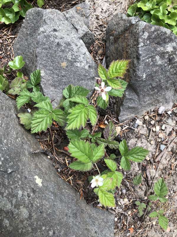Wild strawberries