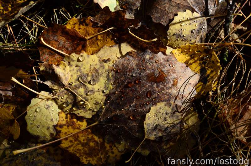 Lostodg - Fansly - 14 Oct, 2022 4