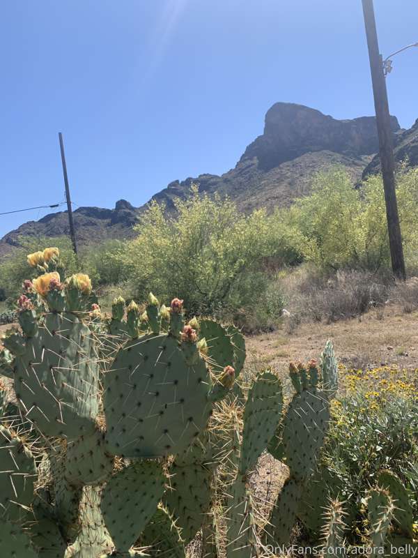 Prickly pear cactus are starting to bloom 💗
Love my desert l..