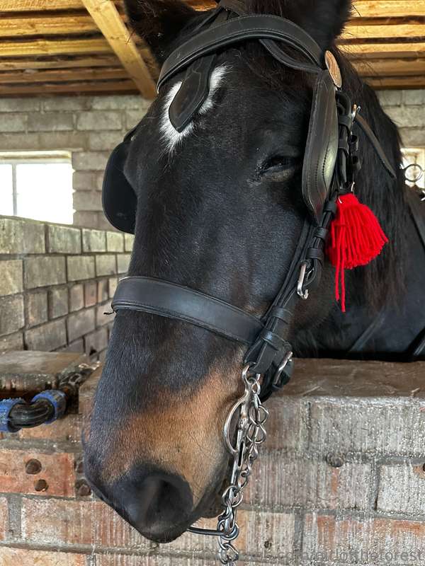 My friends, horses! I absolutely adore horses, even though l.. 9