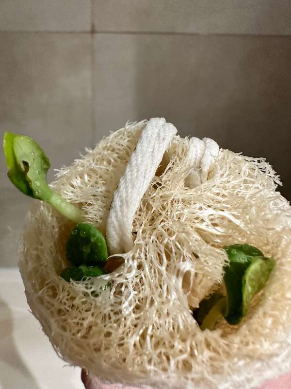 Gotta great news! My loofah is alive😂