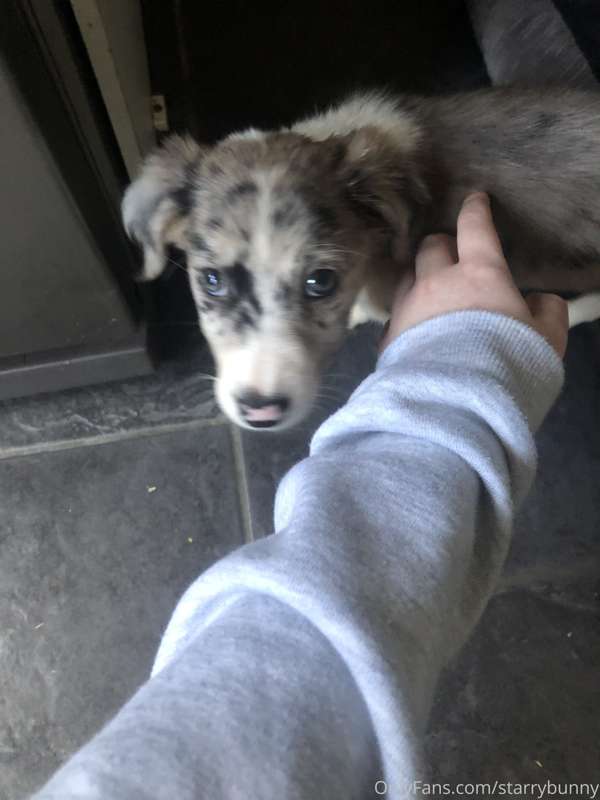 I got a puppy! I know this is not related at all to my usual.. 3