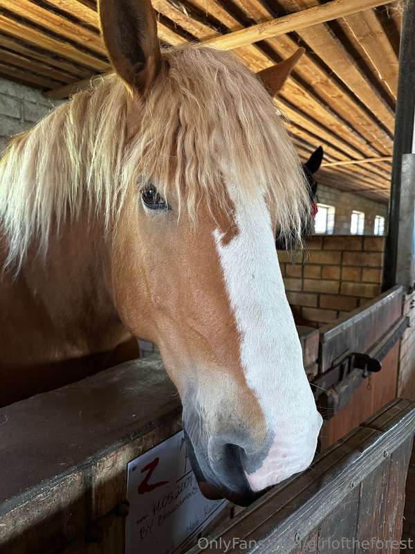 My friends, horses! I absolutely adore horses, even though l.. 10