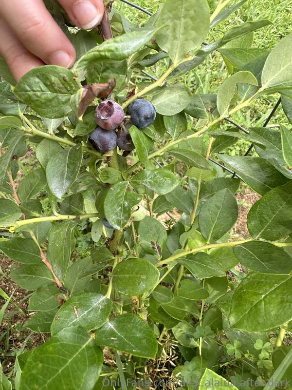 Alaina is back with another garden update! We've harvested g.. 3