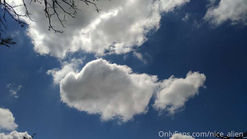 Cotton Candy 1