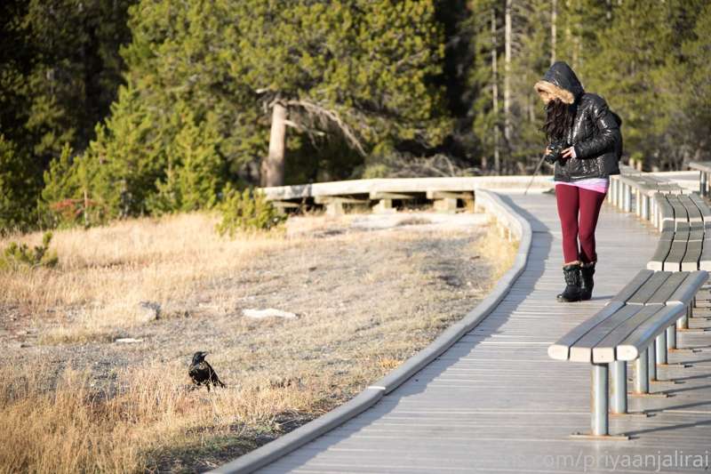 More 2017 photos of Yellowstone national park 4