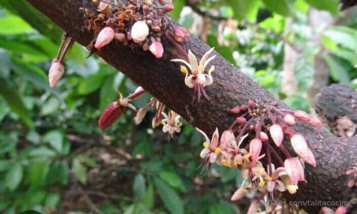 Cacao, Amado Árbol de los Dioses 6