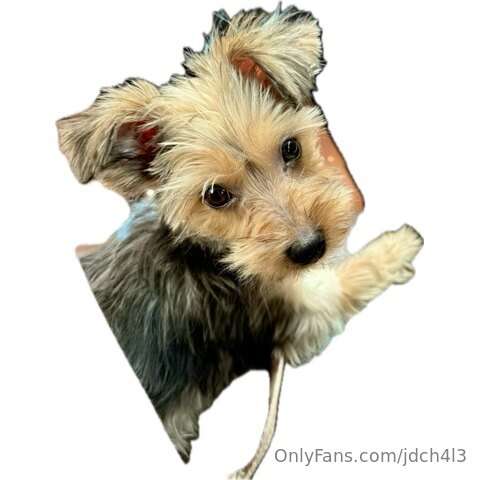 Armense la coperacha para que me compre otro perrito 🥰