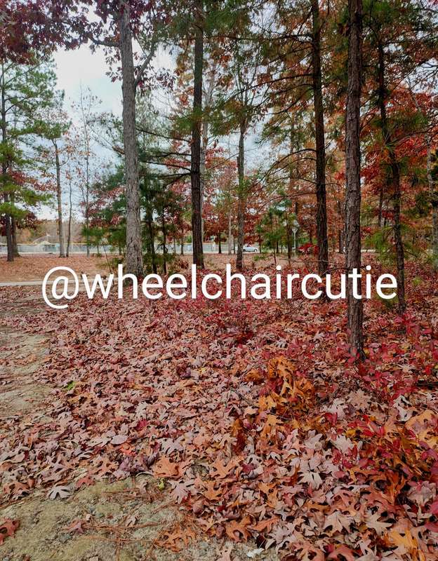 Wheelchaircutie - Fansly - 21 Nov, 2022 2