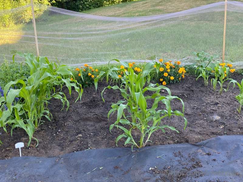 🚨 Wholesome post alert 🚨  guysguysguysguys look at the CORN!..
