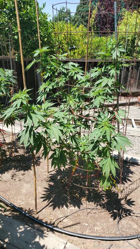 Babies are about to become adults 😭. Almost flowering season 1