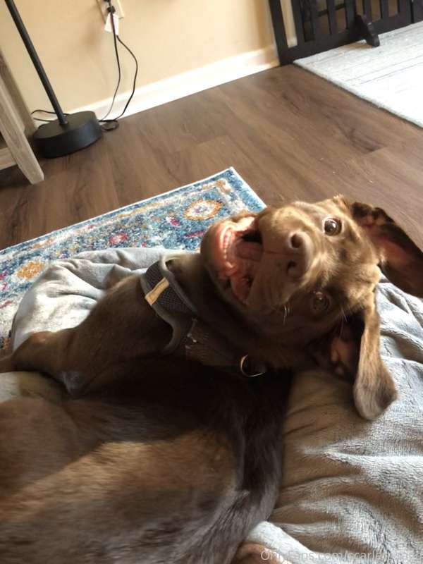 Look at this face. How do you say no to this face? This choc..