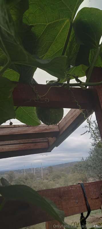 Aloha Amig@! Cómo estás? Conocés la papa del aire ?👩‍🍳🌱💚Maña.. 14