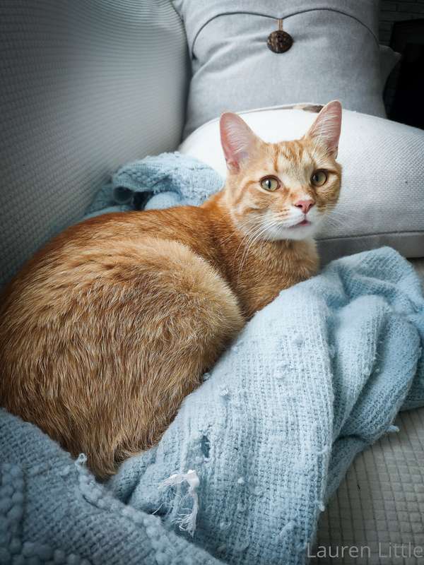 Unfortunately my cat passed during surgery. The bullet had r..