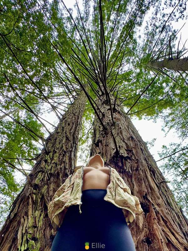 Exploring the Redwood Forest in Santa Cruz, CA. Should I pul.. 4
