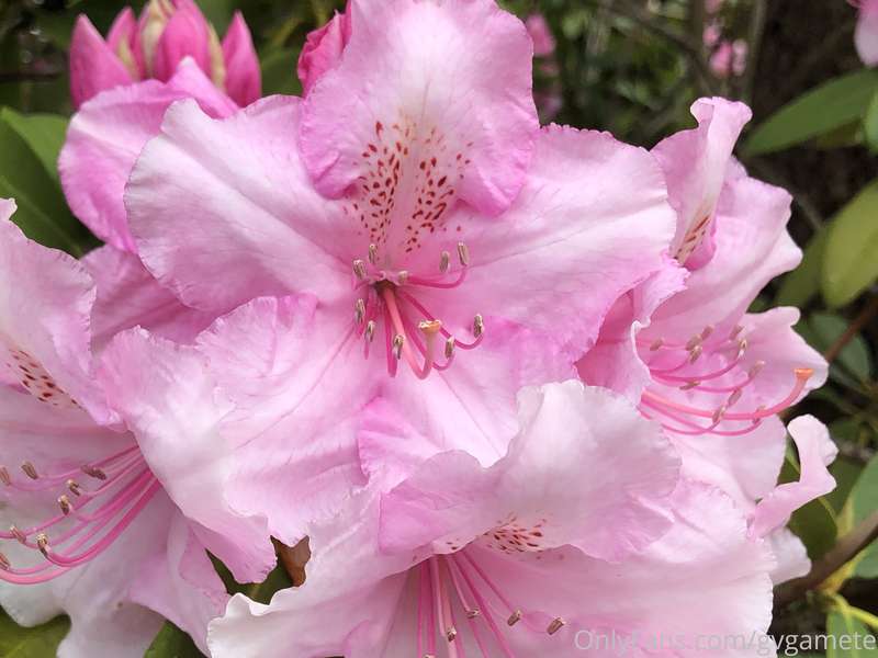 Pink is cool.