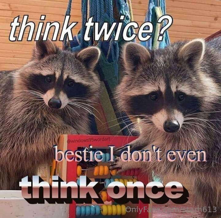 🦝🦝🦝 5
