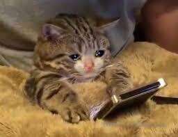 Did you guys not like the last post?🥺 please let me know if ..