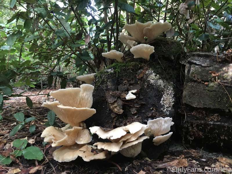 A sampling of my mushrooming pictures! Three edible... One....