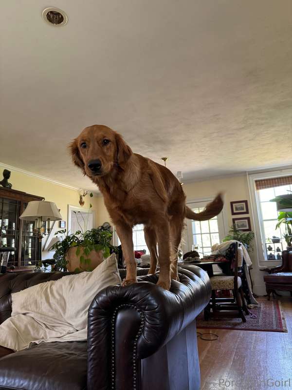 Ladies and Gentlemen, our Circus master Gaia! 🥰