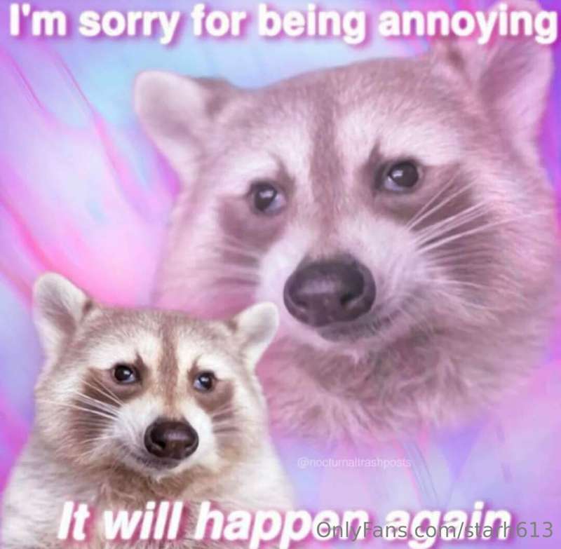 🦝🦝🦝 3