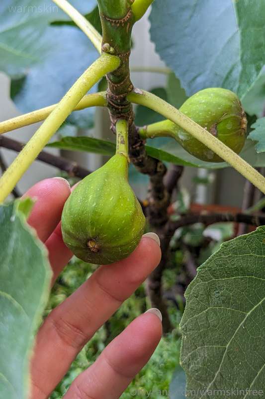just wanted to show you what i grew in my garden this summer.. 3