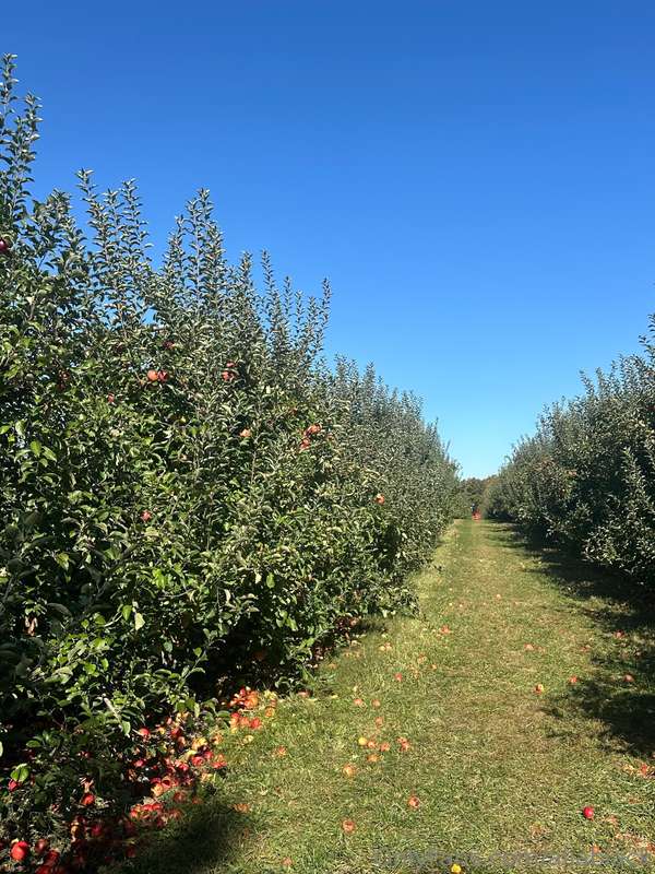 Some moments from fall in New York! Apple picking, visiting .. 17