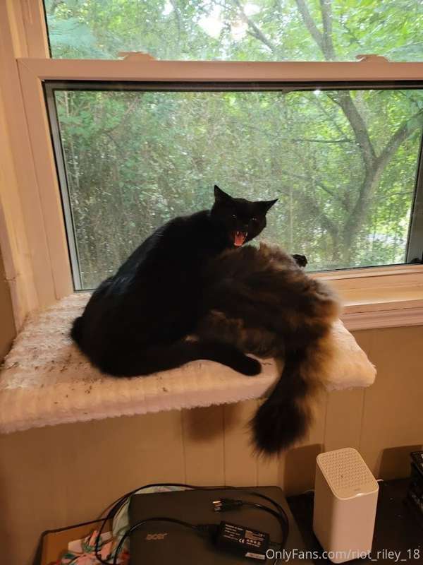 Just wanted to share some pictures of my babies Luna and Ast.. 1