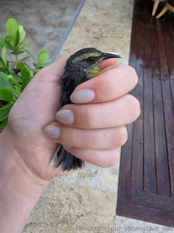 Little guy flew into my window today, but he's okay now :) T..