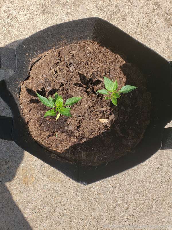 Been a while since I shared anything here, the garden has be..