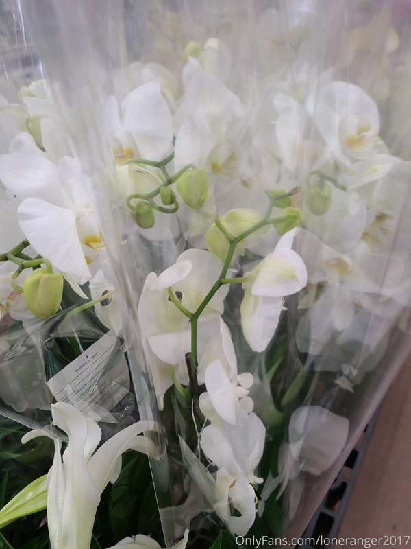 Another favorite of ours. Orchids are so delicate looking, y..