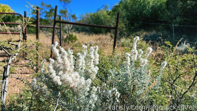 Jaqquicksilver - Fansly - 02 Nov, 2022 4
