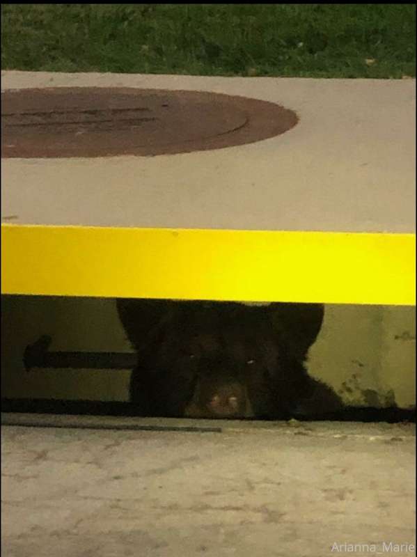 He fucked up. This was down the road from my house, a guy li..