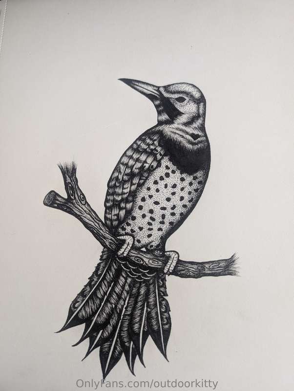 I finished my bird drawing!!!I have found many tail feathers..