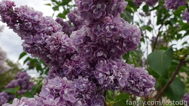 Lostodg - Fansly - 30 May, 2023 19