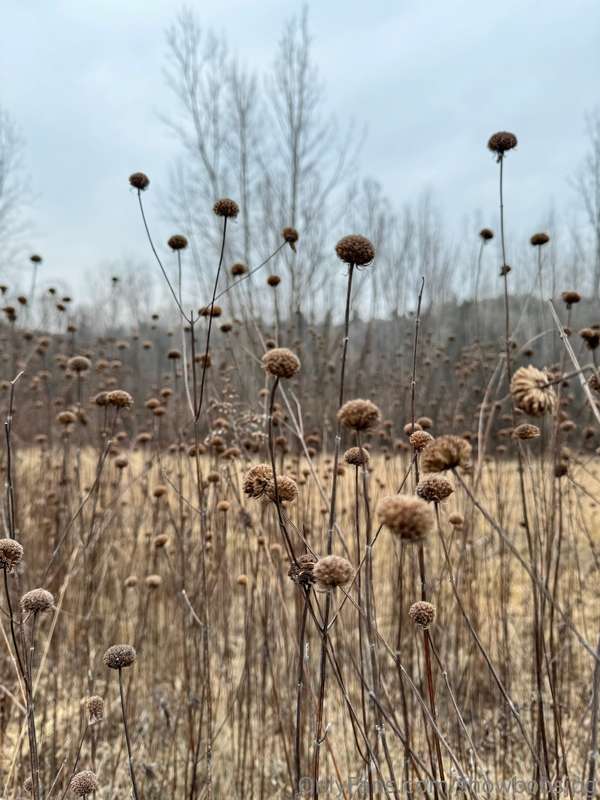 went for a hike today (swipe for nature pics) 4