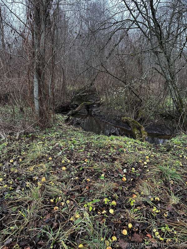 Today my friend and I went searching for a German cemetery f.. 4