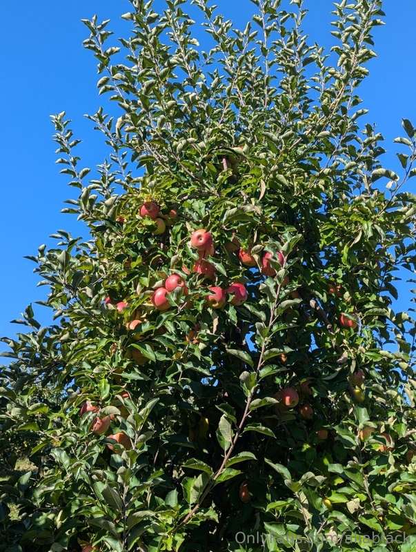 Some moments from fall in New York! Apple picking, visiting .. 6