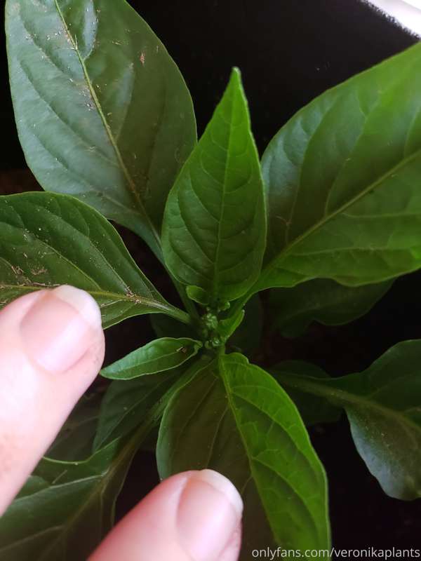 An update to my last post! Check out how big these pepper pl.. 1