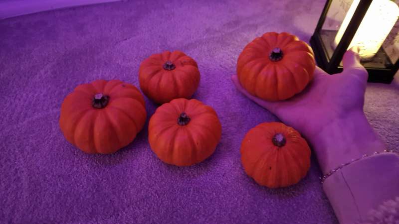 Halloween Vid idea, i'm gonna shove these baby pumpkins up m..