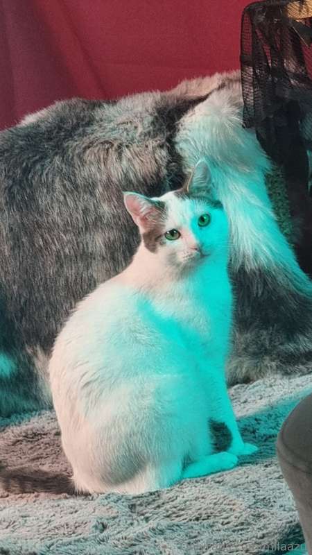 😸