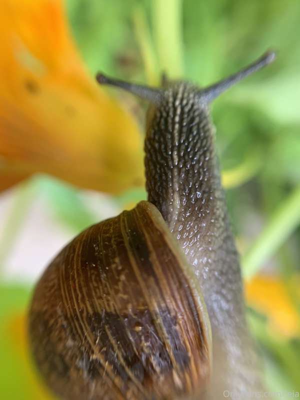 Found a cutie in my flower patch! 1