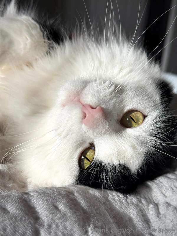 Buddy asked me if you guys will spoil him to a new cat tree ..