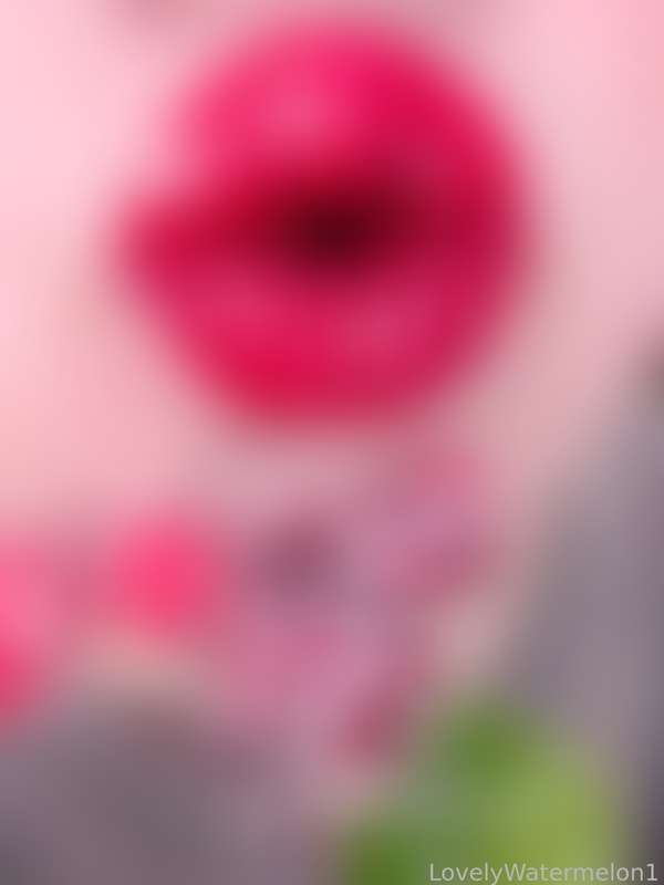 Lovelywatermelon1 - Fansly - 21 Dec, 2023 1