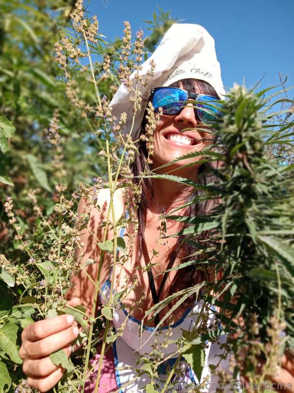 Aloha Amig@! Conocés la salvia amissa? Crece aquí en el mont.. 1